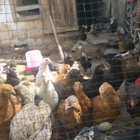Продавам пилета на различна възраст, ваксинирани, дадено всичко необходимо , снимка 2 - Кокошки и пуйки - 45494079