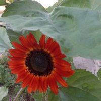 декоративен слънчоглед червен и жълт кичест , снимка 1 - Разсади - 45684344