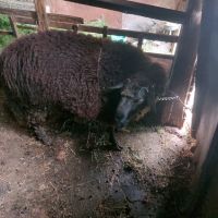 Коча е на  1 година, снимка 2 - Овце - 45541703