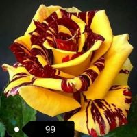 Продавам рози, снимка 2 - Градински цветя и растения - 45108981