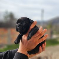 Уникални кученца родени на 29.02.2024, снимка 1 - Френски булдог - 45081799