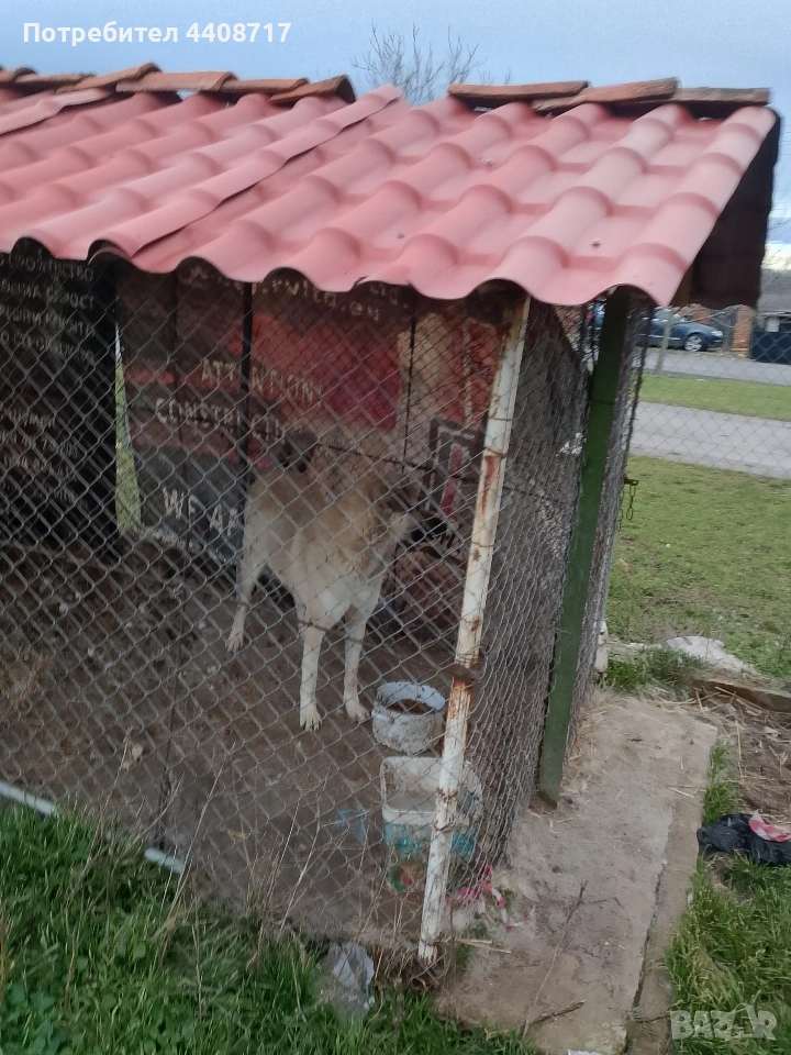 Кангал, снимка 1