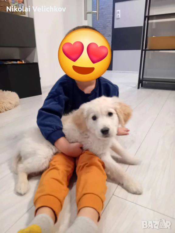 Голдън ретривър, снимка 1