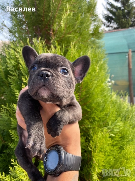 Френски булдог , снимка 1