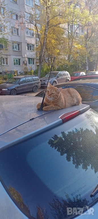 Студенти Товаро-Разтоварни Услуги в София , снимка 1