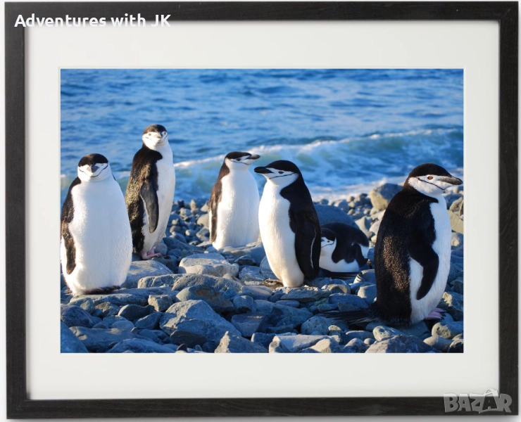 Авторски фотопринт "Пингвини полицаи в Антарктика" в черна рамка от MDF с паспарту с размер 40х50 см, снимка 1