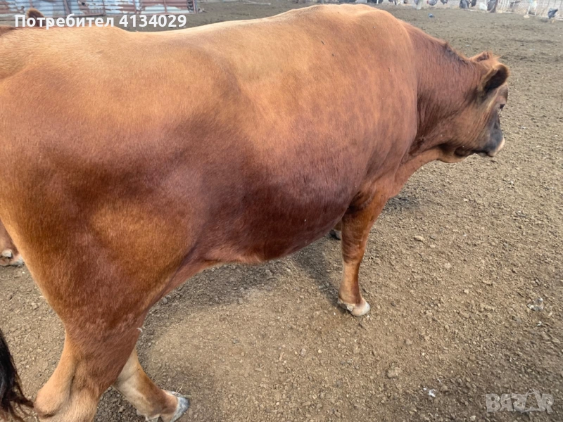 продавам мъжко угоено месодайно теле,пасищно отглеждано, снимка 1