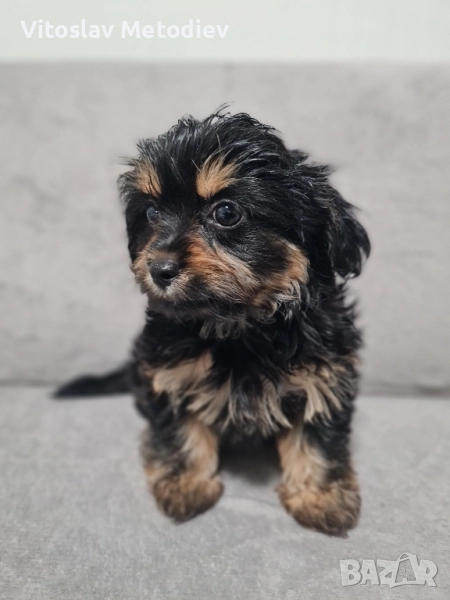 Йоршийски Териер Йорки , снимка 1