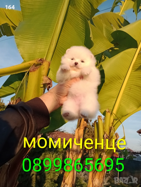 Бели Померани. Реални снимки от 10.12.25 г. , снимка 1