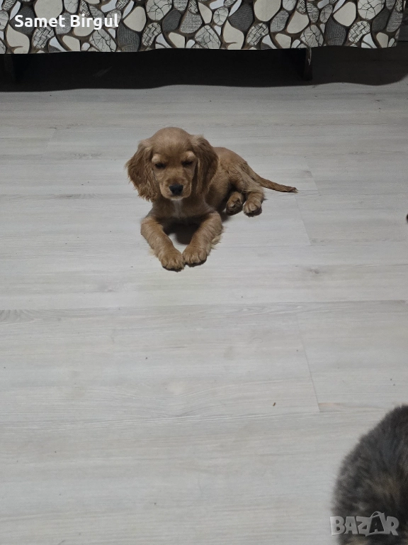 Prodavam 200 lv., снимка 1