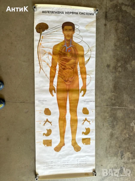 Соц Анатомични Медицински Учебни Плакати, снимка 1