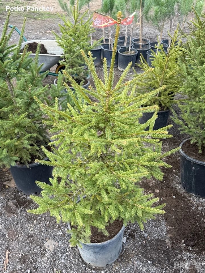 Смърч и Ела , снимка 1