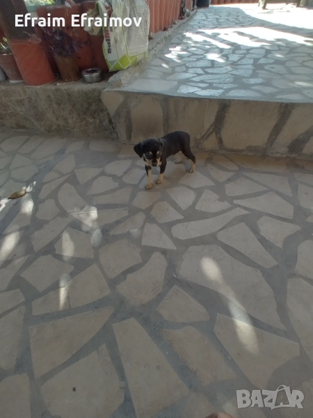 Пинчер , снимка 1