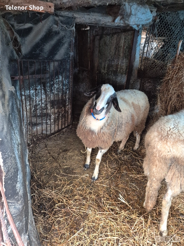 Шиле на 10 месеца , снимка 1