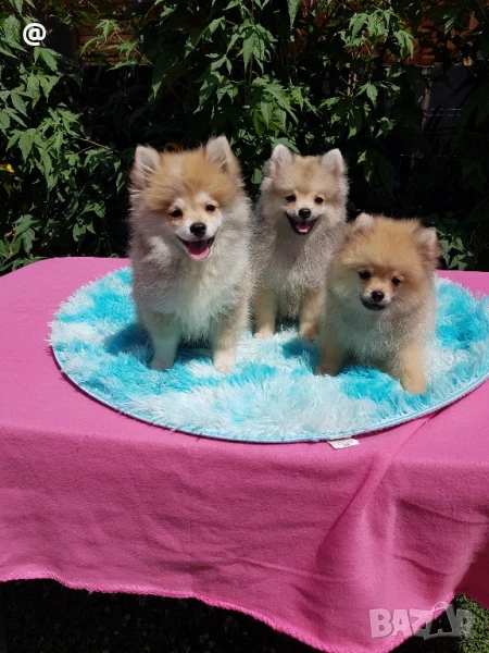 Померан померанчета померани Гр. София, снимка 1