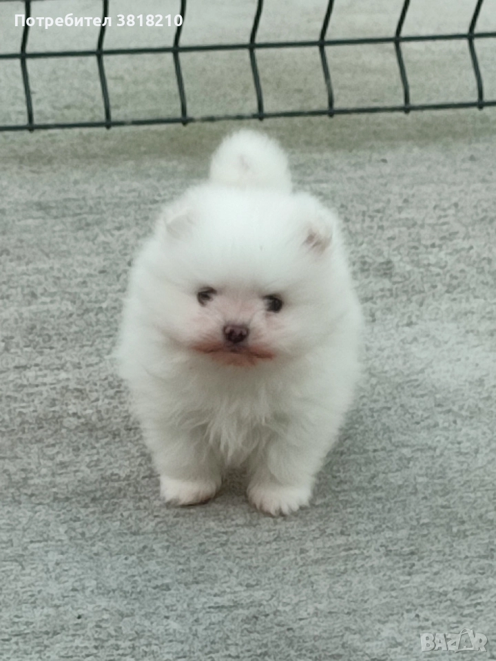 померан момченце, снимка 1