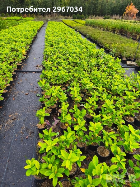 лавровишна , снимка 1