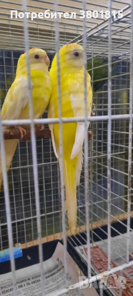 Пойни папагали , снимка 1