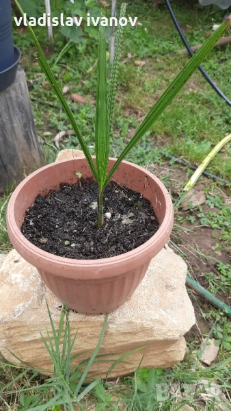 палма бутия одората, снимка 1