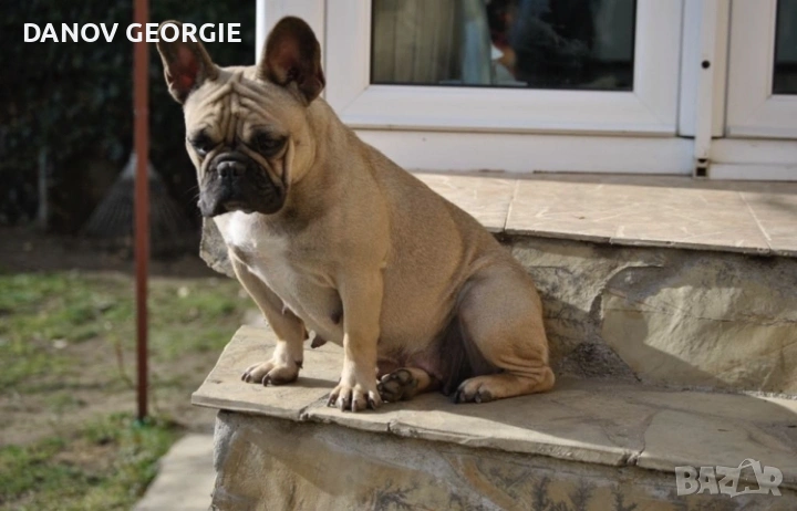 Френски булдог-кученца, снимка 1
