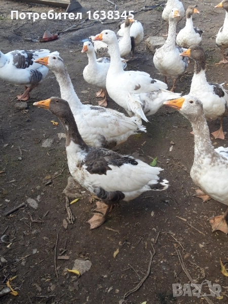 Домашни гъски, снимка 1