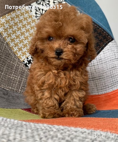 Пудел Той / Toy Poodle, снимка 1