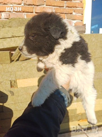 бок каракачанка , снимка 9 - Каракачанска овчарка - 52791726