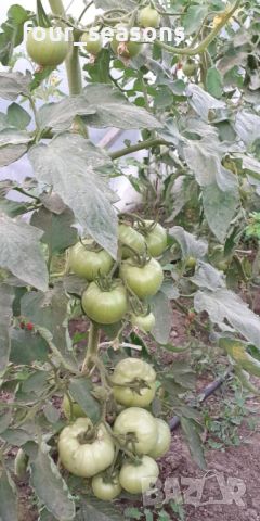 Разсад - домати стари сортове, снимка 4 - Разсади - 45614293