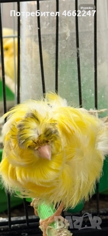 Канарчета порода “Подовано”, снимка 2 - Канари - 52884916