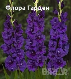 ГЛАДИОЛ Грудколуковици - ПРЕДВАРИТЕЛНИ ПОРЪЧКИ, снимка 18 - Сортови семена и луковици - 49236279