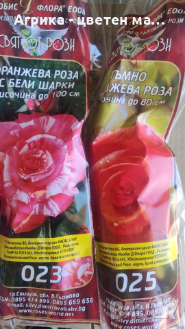 РОЗИ корени НОВО ЗАРЕЖДАНЕ от лицензиран разсадник , снимка 14 - Градински цветя и растения - 42675882
