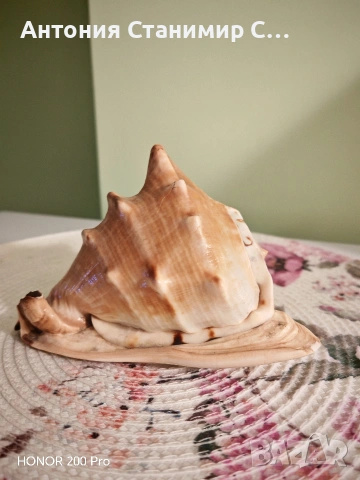 Рапан за декорация 