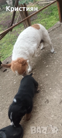 Подарявам три малки кученца , снимка 9 - Джак ръсел териер - 53948675