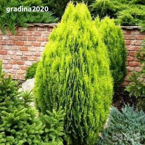 Туя Ауреа Нана Thuja Aurea Nana - златна , снимка 4 - Градински цветя и растения - 29440263