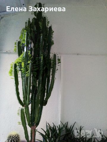Продавам над 30 годишни кактуси, снимка 4 - Стайни растения - 17950413