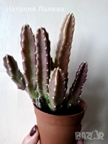 Стапелия, Stapelia grandiflora, снимка 2 - Стайни растения - 53409521