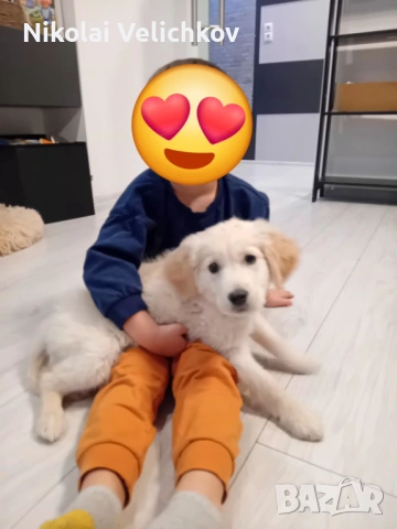 Голдън ретривър