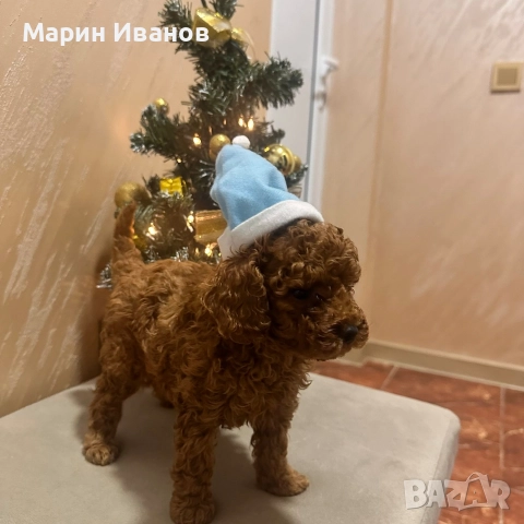 Пудел "Той", момче с две ваксини!, снимка 3 - Пудели - 52832544