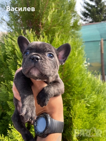 Френски булдог , снимка 1