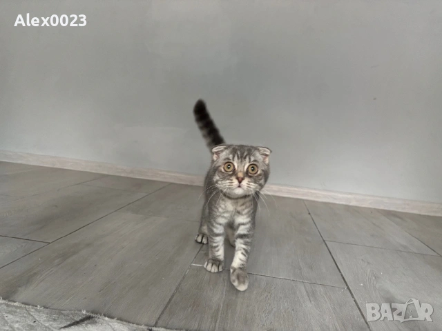 Шотландско клепоухо мъжко 🐈, снимка 2 - Британска късокосместа - 54196439