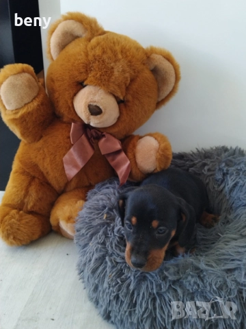 Мъжко Дакелче, снимка 8 - Дакели - 52938767