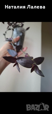 Традесканция, Гибасис, gibasis jose puig, снимка 4 - Стайни растения - 54288004