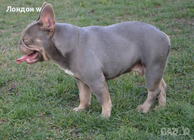 Френски булдог мъжки Лилак син тан