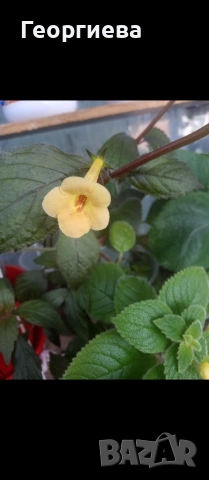 ризоми ахименес 