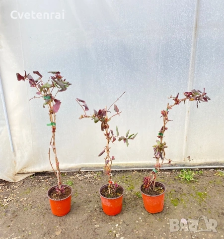 Лоницера Японика (Орлов нокът) , снимка 2 - Градински цветя и растения - 53686523