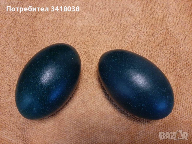яйца от птица Ему - уникален подарък за Великден!, снимка 3 - други­ - 53768648