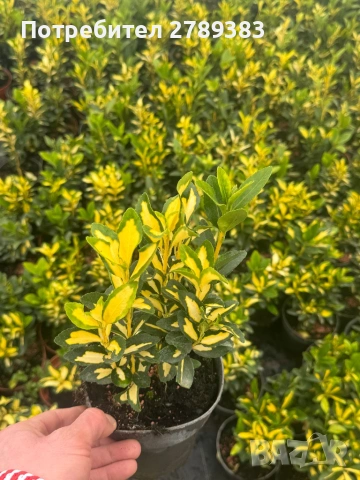 Евонимус , зелен , бяло зелен , жълто зелен, снимка 4 - Градински цветя и растения - 53071393