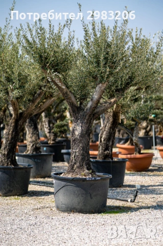 Продавам маслиново дърво