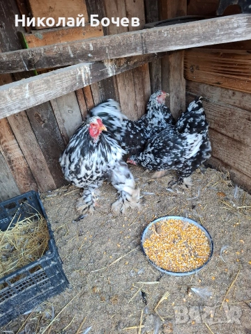 Яица за люпене от Кохен ,Брама,Орпингтон и Копринки, снимка 4 - други­ - 53056688