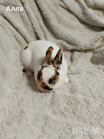 Зайчета порода рекс , снимка 3 - Декоративни зайчета - 53892422